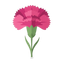 Gartennelke