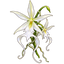 Geisterorchidee