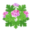 Geranium Bourbon