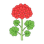 Geranium