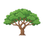 Ghaf-Baum