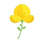 Ginsterblüte