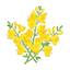 Ginsterblüten