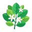 Frühlingsgrüne Noten
