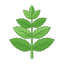 Grüne Minze (Spearmint)