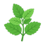Grüne Minze