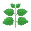 Grüner Patchouli