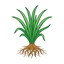 Haiti Vetiver