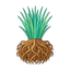Haitianischem Vetiver
