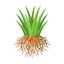 Haitianischer Vetiver