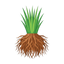 Haitischer Vetiver