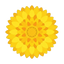 Helichrysum