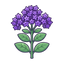 Heliotrop