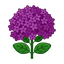 Heliotrope