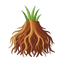 Hiatianisches Vetiver