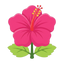 Hibiskus