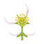 Himbeerblüte
