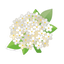Holunderblüte