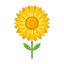 Immortelle-Blüte