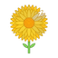 Immortelle (ital. Strohblume)