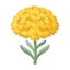 Immortelle
