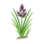 Indische Nagarmotha