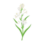 Indische Tuberose