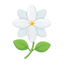 Indischer Jasmin