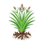Indisches Cypriol Nagarmotha