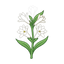 Indisches Tuberose Absolue