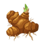 Iriswurzel