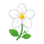 Jasmin Orangenblüte