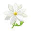 Jasminblüten