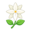 Jasmine Sambac