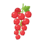 Johannisbeere