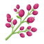 Johannisbeerknospen
