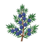 Juniper