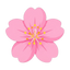 Kirschblüte