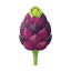 Knospe der schwarzen Johannisbeere