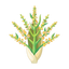Kokosblüte