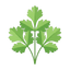 Korianderblätter
