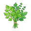 Kräuter