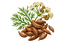 Kümmel