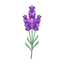 Lavandin