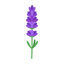 Lavendel aus Bulgarien