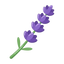Lavendel aus Frankreich