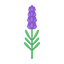 Lavendel