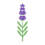 Lavendelblumen