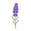 Lavendelblüten