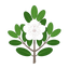 Leatherwood